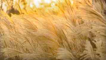 公安机关依法严厉打击破坏生态环境犯罪