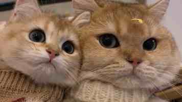 “装病”“诈捐”谣言不攻自破，蔡磊二审胜诉并宣布将全部赔偿款捐赠给困难病友